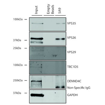 VPS35 Antibody