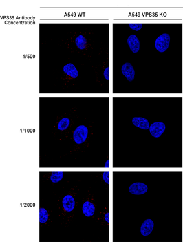 VPS35 Antibody: APC