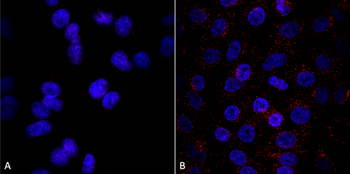 VPS35 Antibody: FITC