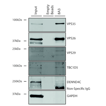 VPS35 Antibody: FITC