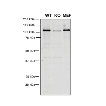 VPS35 Antibody: FITC