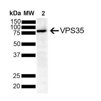 VPS35 Antibody: FITC