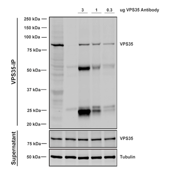 VPS35 Antibody: FITC