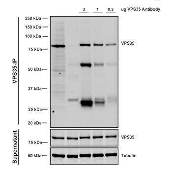 VPS35 Antibody: FITC