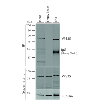 VPS35 Antibody: FITC