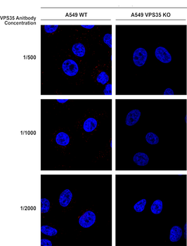 VPS35 Antibody: APC