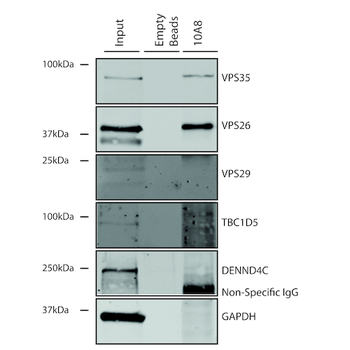 VPS35 Antibody: APC