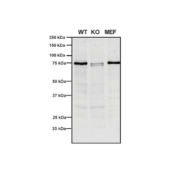 VPS35 Antibody: APC