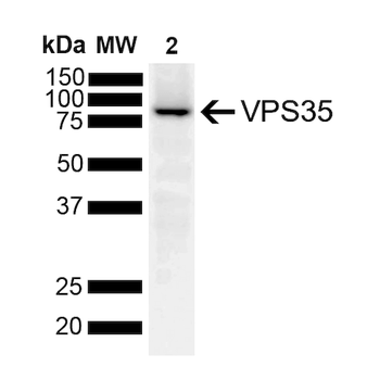 VPS35 Antibody: APC