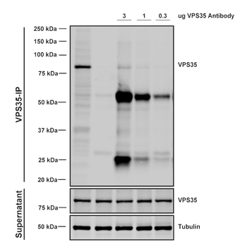 VPS35 Antibody: APC