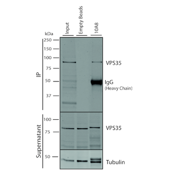 VPS35 Antibody: APC