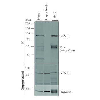 VPS35 Antibody: APC