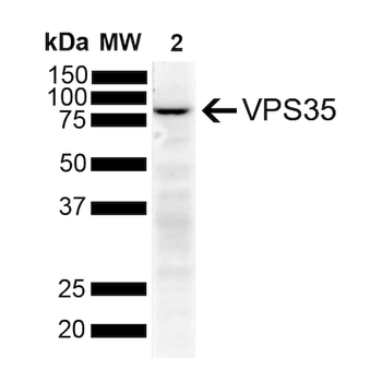 VPS35 Antibody: APC