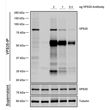 VPS35 Antibody: APC