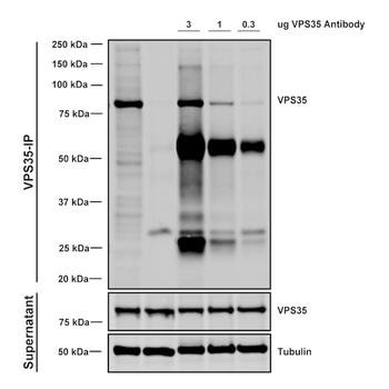 VPS35 Antibody: APC