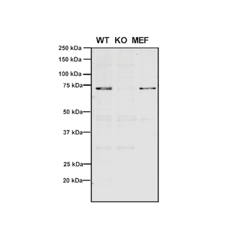 VPS35 Antibody: APC