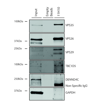 VPS35 Antibody: FITC
