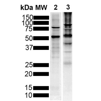Tau Antibody