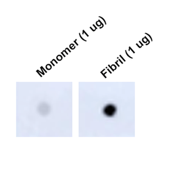 Tau Antibody