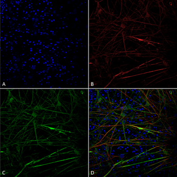 Tau Antibody: APC