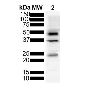 Tau Antibody: Biotin