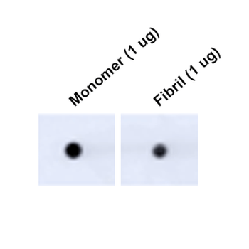 Tau Antibody: Biotin