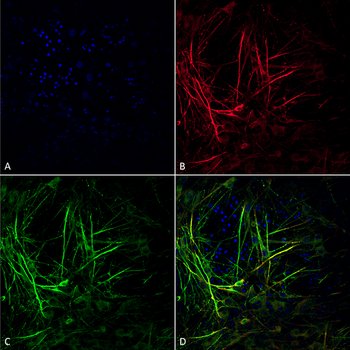 Tau Antibody (HRP)