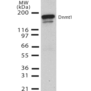 DNMT1 Antibody