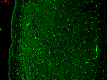 KCNQ4 Antibody
