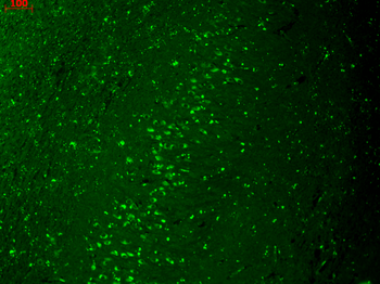 Kir2.1 Antibody