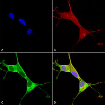 ATP7A Antibody
