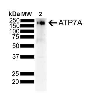 ATP7A Antibody