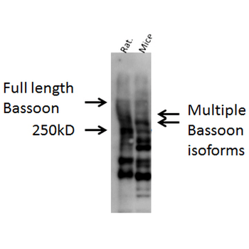 Bassoon Antibody