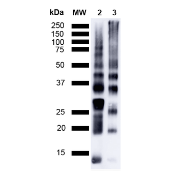 Ubiquitin Antibody (RPE)