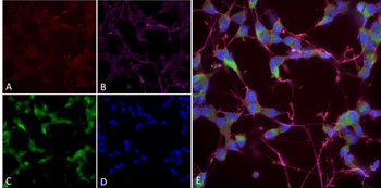 NOS1/ nNOS Antibody: APC