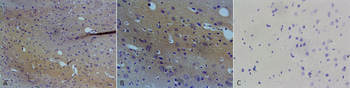 NOS1/ nNOS Antibody: APC