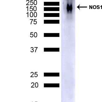 NOS1/ nNOS Antibody: APC