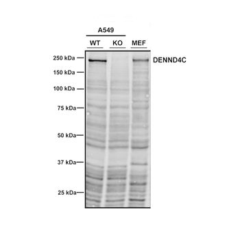 DENND4C Antibody: APC