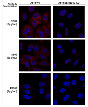 DENND4C Antibody (RPE)