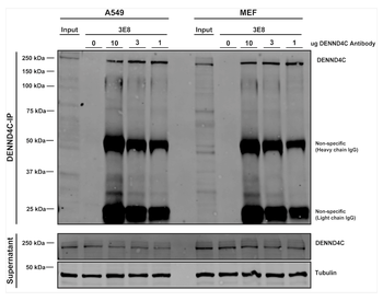 DENND4C Antibody (RPE)