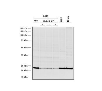 RAB1A Antibody: Biotin