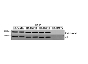 RAB1A Antibody: RPE