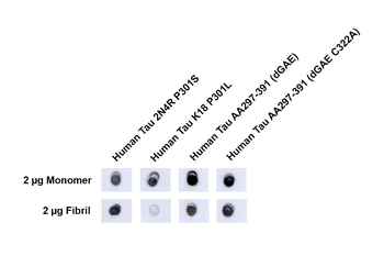 Tau Antibody: Biotin