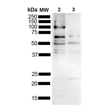 Tau Antibody (RPE)