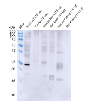 RAB3D Antibody: Biotin