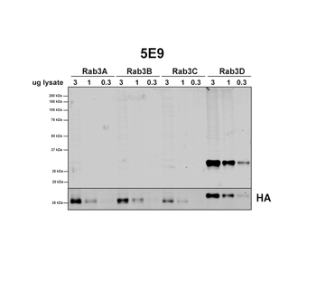 RAB3D Antibody (PerCP)