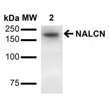 NALCN Antibody