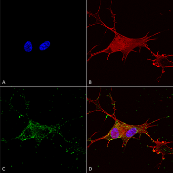 Synaptotagmin 7 Antibody