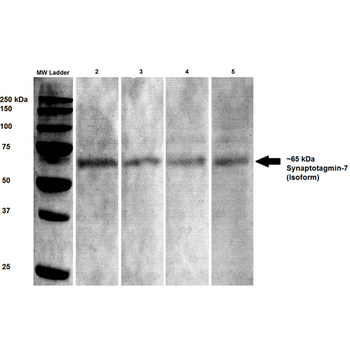 Synaptotagmin 7 Antibody