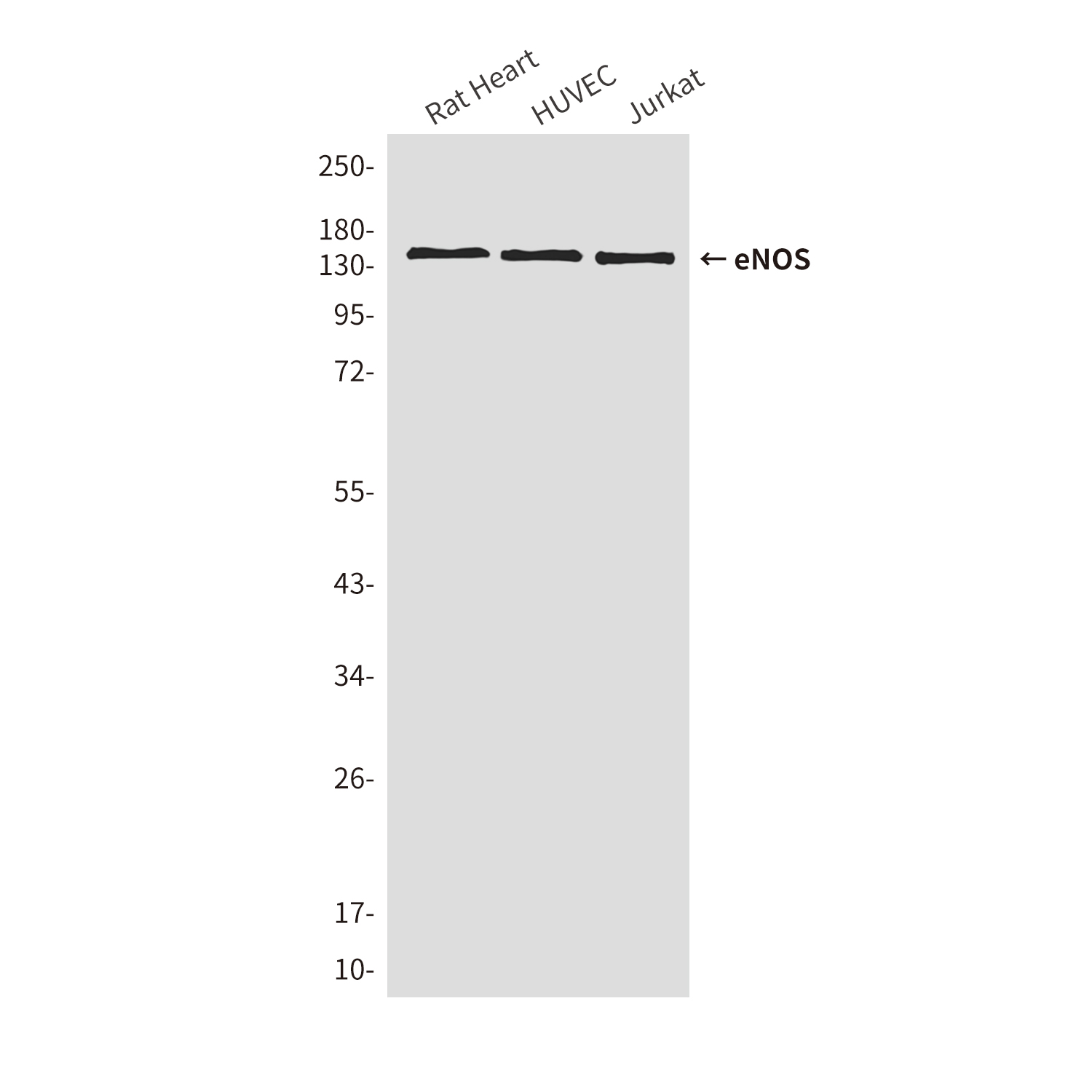 eNOS Mouse Monoclonal Antibody